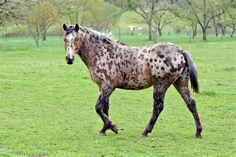 <p>What is the Appaloosa known for?</p>