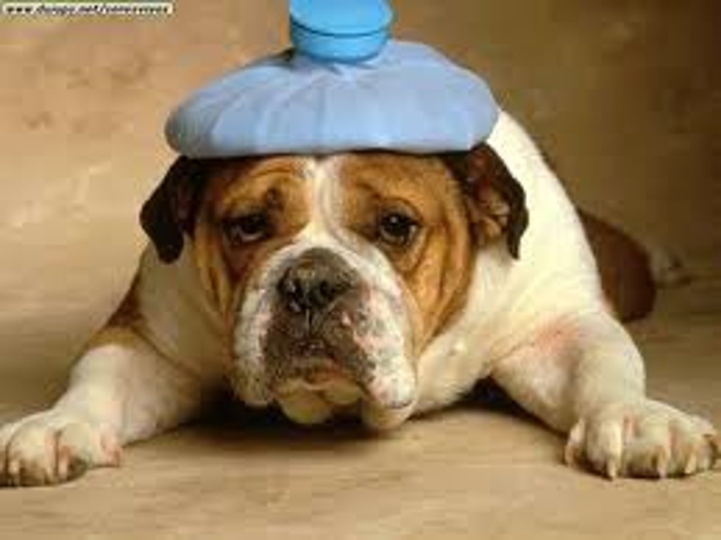 <p>I have a pain in my...</p>