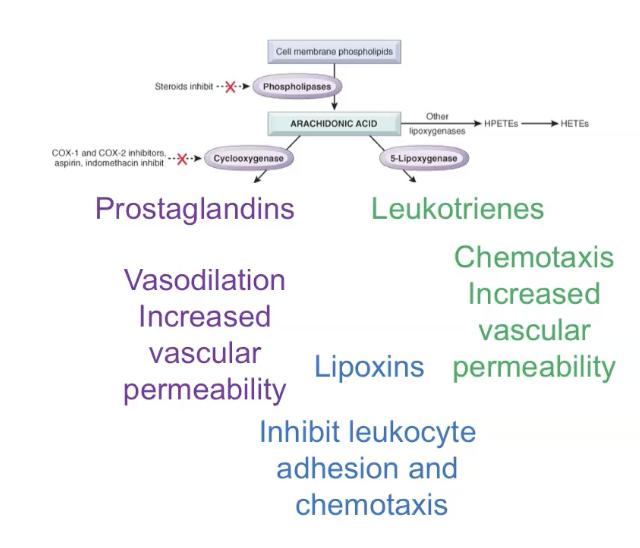<ul><li><p>Arachidonic acid metabolites - prostaglandin and leukotrienes.</p></li><li><p>AA metabolites (eicosanoids) mediate most inflammatory steps</p><ul><li><p>Prostaglandins and leukotrienes.</p></li></ul></li><li><p>Short range, act locally, decay spontaneously or enzymatic degradation.</p></li></ul><p>Pain and fever</p><ul><li><p>Mediated by AA metabolites (prostaglandin).</p></li><li><p>Aspirin and NSAIDs target AA metabolite formation to reduce pain and fever.</p></li></ul><p></p><p>Newly synthesised mediators are produced by cells only <strong>after</strong> they are activated by injury, microbes, or cytokines. These include <strong>prostaglandins</strong> and <strong>leukotrienes</strong> made from arachidonic acid, which regulate vasodilation, pain, fever, and leukocyte recruitment; <strong>platelet‑activating factor</strong>, which increases vascular permeability and activates platelets; <strong>cytokines</strong> like TNF and IL‑1 that amplify inflammation and recruit more leukocytes; and <strong>chemokines</strong> that guide leukocytes to the site of injury. Because they are made fresh, these mediators shape the <em>later</em> and <em>sustained</em> phases of acute inflammation.</p>