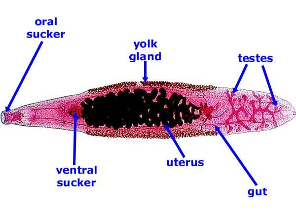 <p>liver, blood flukes. complicated lifecycles and several secondary hosts</p>