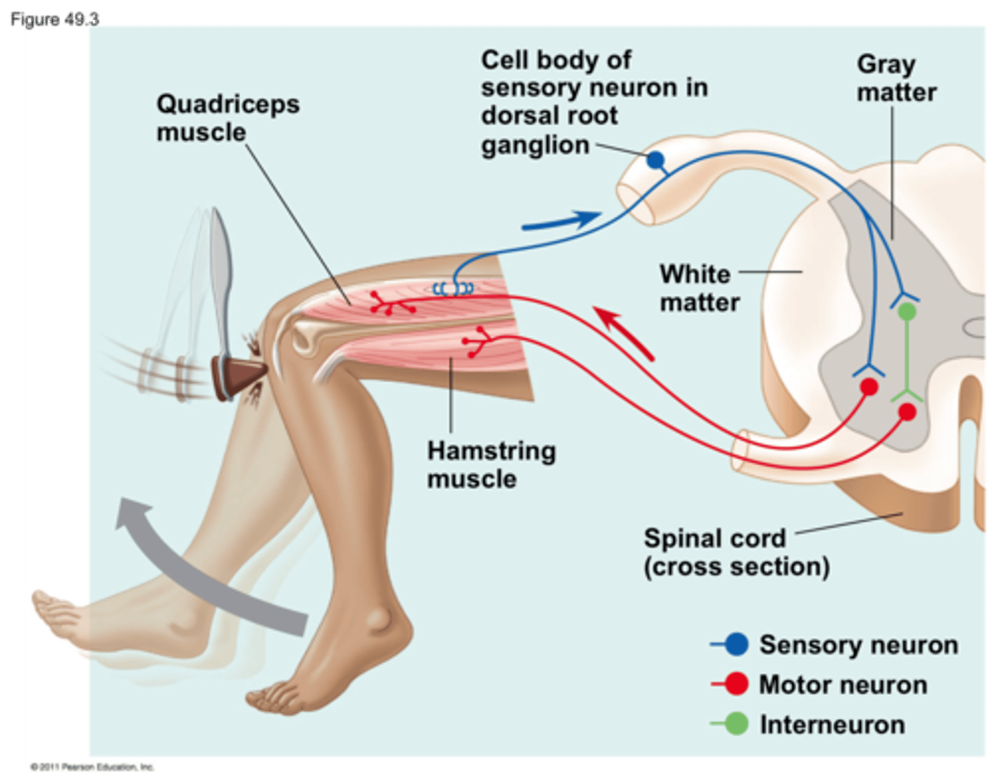 <p>Carries information from stretch receptors back to the central nervous system, telling it that the muscle was stretched. These are the somatosensory neurons.</p>