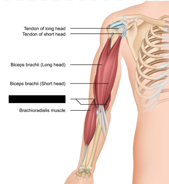 <p>What <em>elbow flexing</em> muscle is this?</p>
