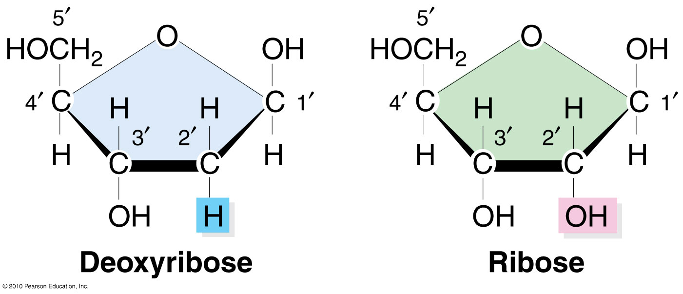 <p><strong>Ribose</strong> has a <strong>hydroxyl group (-OH)</strong> attached to its second carbon, while <strong>deoxyribose</strong> has only a <strong>hydrogen atom (-H)</strong>, meaning it has "lost" an oxygen</p>