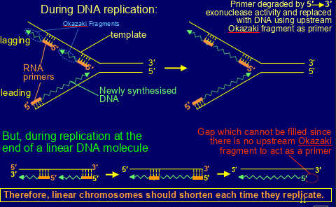 <p>-solve end protection problem- distinguish normal chromosome ends from ends produced by breakage</p><p>w/o would be processed in same way as ends produced by breakage- activate DNA damage response leading to p53-dependent cell cycle arrest &amp; subsequent replicative senescence</p><p>recognition of chromosome ends by DNA repair mechanisms, e.g. non-homologous end-joining leading to chromosome fusions</p><p>-allow organisms to circumvent ‘end replication problem’ - the loss of DNA from the ends of linear chromosomes each time they replicate (linear chromosomes should shorten each time they replicate)</p>