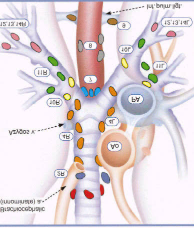 <p>Located near the bifurcation of the trachea </p>