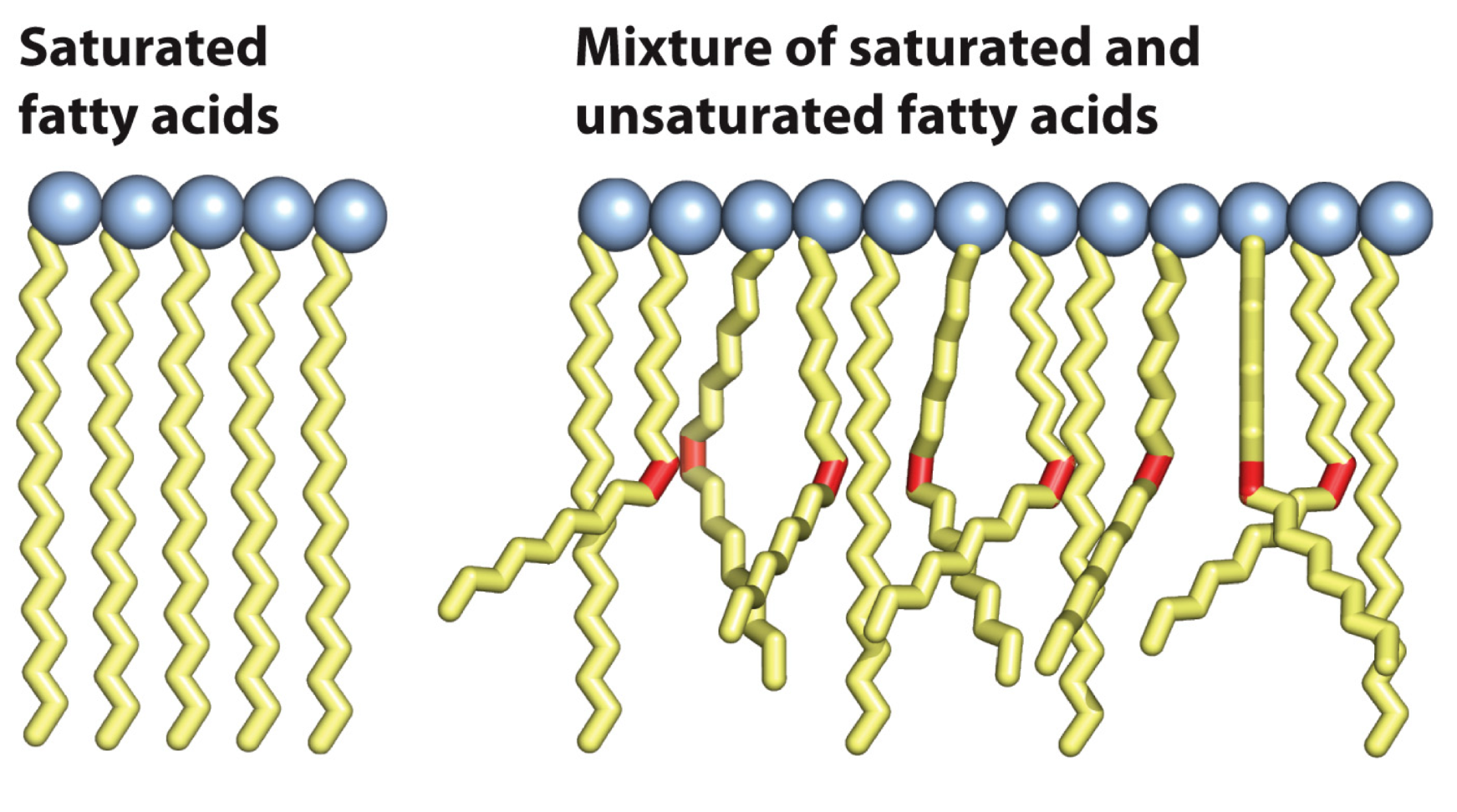 <p>Increasing chain lengths means higher MP due to more van der waals </p><p>More db means lower melting point due to db causing bends in chain disrupting FA packing</p>