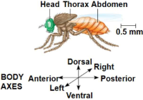 <p>a crucial maternal-effect gene and morphogen in Drosophila (fruit fly) embryos that determines the development of head and thoracic structures.</p>