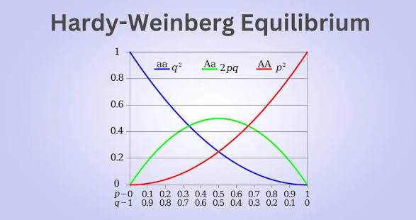<p><span>Hardy-Weinberg equilibrium</span></p>