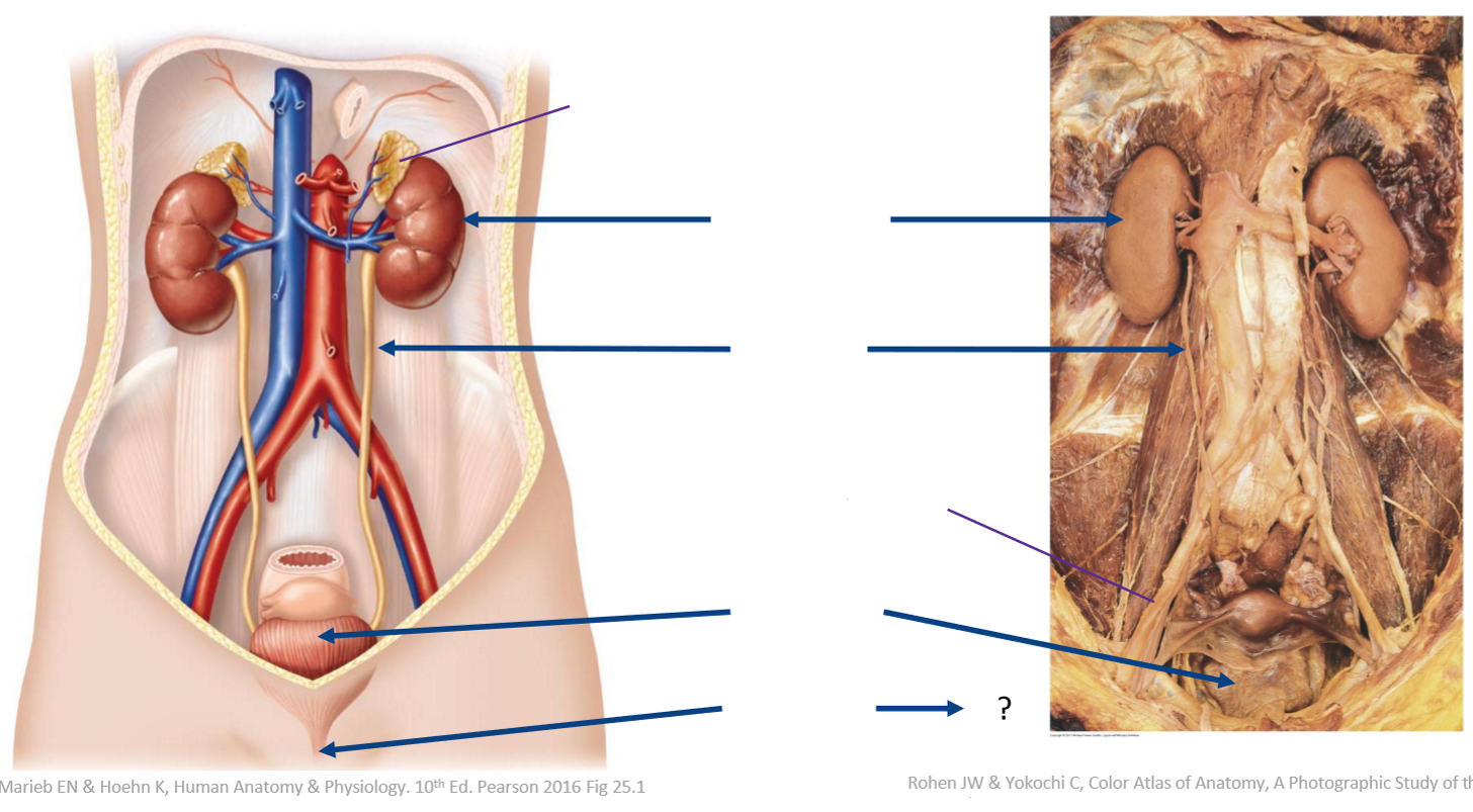 <p>Label the following diagram</p>