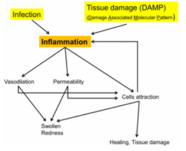 <p>La inflamación es una respuesta compleja ante infección o daño tisular.<br>Aunque participan muchas moléculas, puede entenderse por sus <strong>efectos principales</strong></p>
