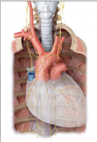 <p>What nerves are these</p>
