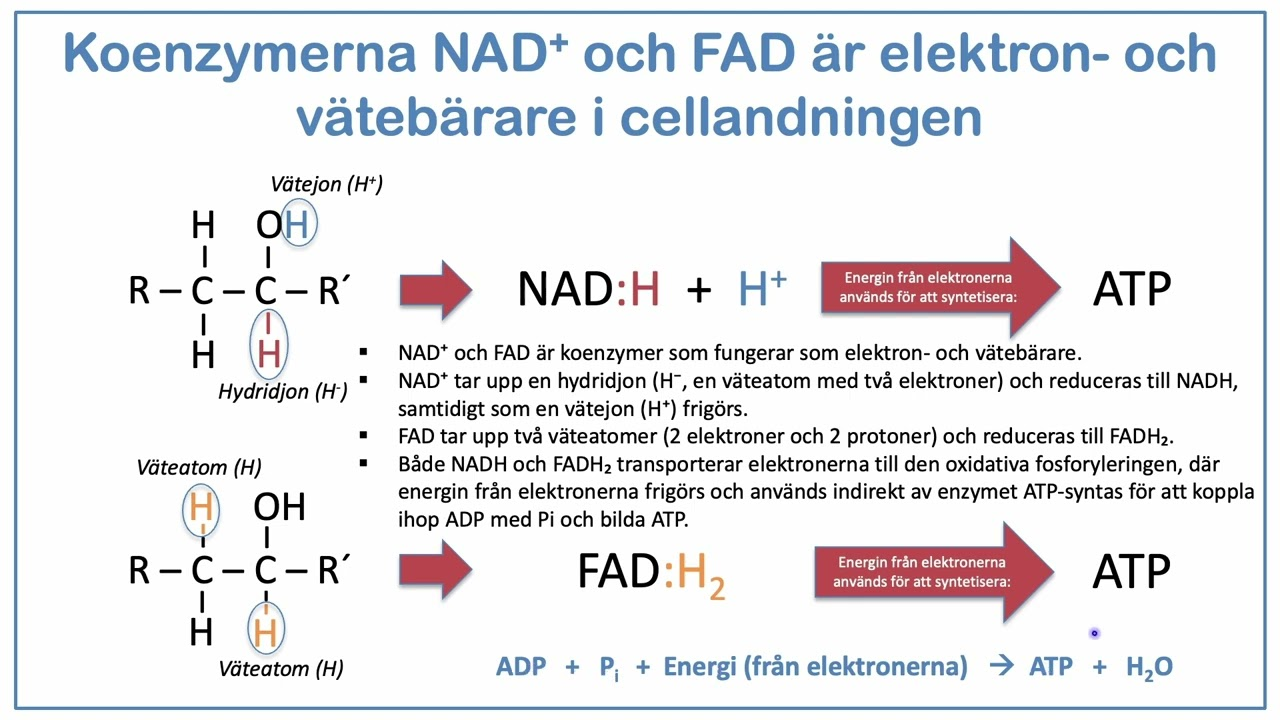 <p>NADH och FADH<sub>2</sub></p>