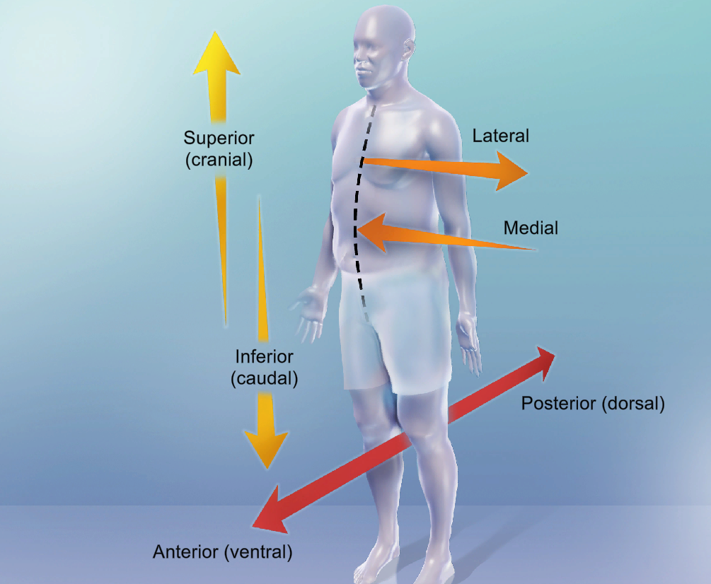 <p>posterior (dorsal) </p><p>at or near the back of the body</p>