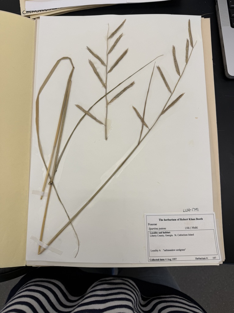 <p>Saltmeadow cordgrass</p>