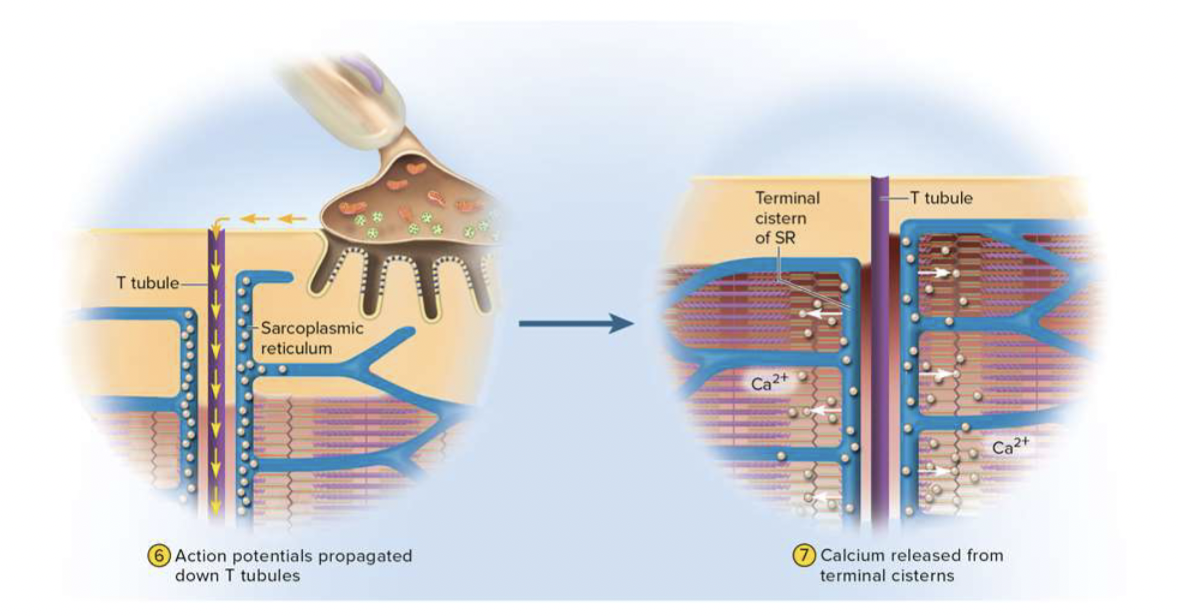 <ol><li><p><strong><mark data-color="yellow" style="background-color: yellow; color: inherit;">action potential goes down tubule</mark> (in the muscle)</strong></p></li></ol><p><strong>     2.<mark data-color="yellow" style="background-color: yellow; color: inherit;">calcium released from terminal cisterns </mark>because of <mark data-color="yellow" style="background-color: yellow; color: inherit;">action potential</mark></strong></p>