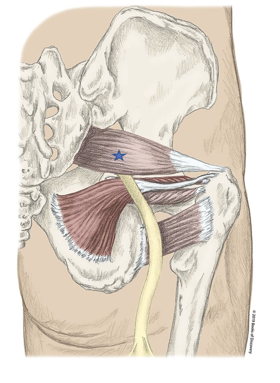 <p><span>From the list of muscles and actions below, identify the "starred" muscle and its primary actions.</span></p>
