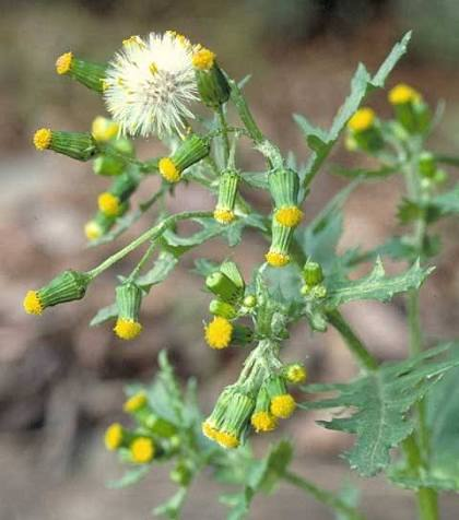 <p>A weedy plant with upright stems, lobed leaves, and small yellow flowers in clusters followed by thin wispy seed heads.</p>
