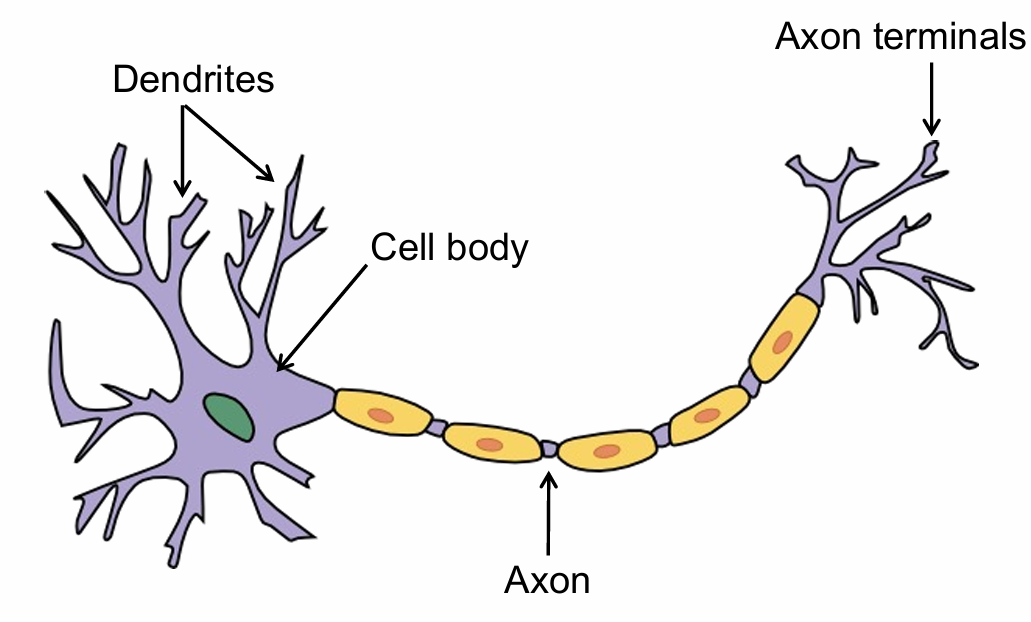 <ul><li><p>Dendrites</p></li><li><p>Cell body</p></li><li><p>Axon</p></li><li><p>Axon terminals</p></li></ul><p></p>