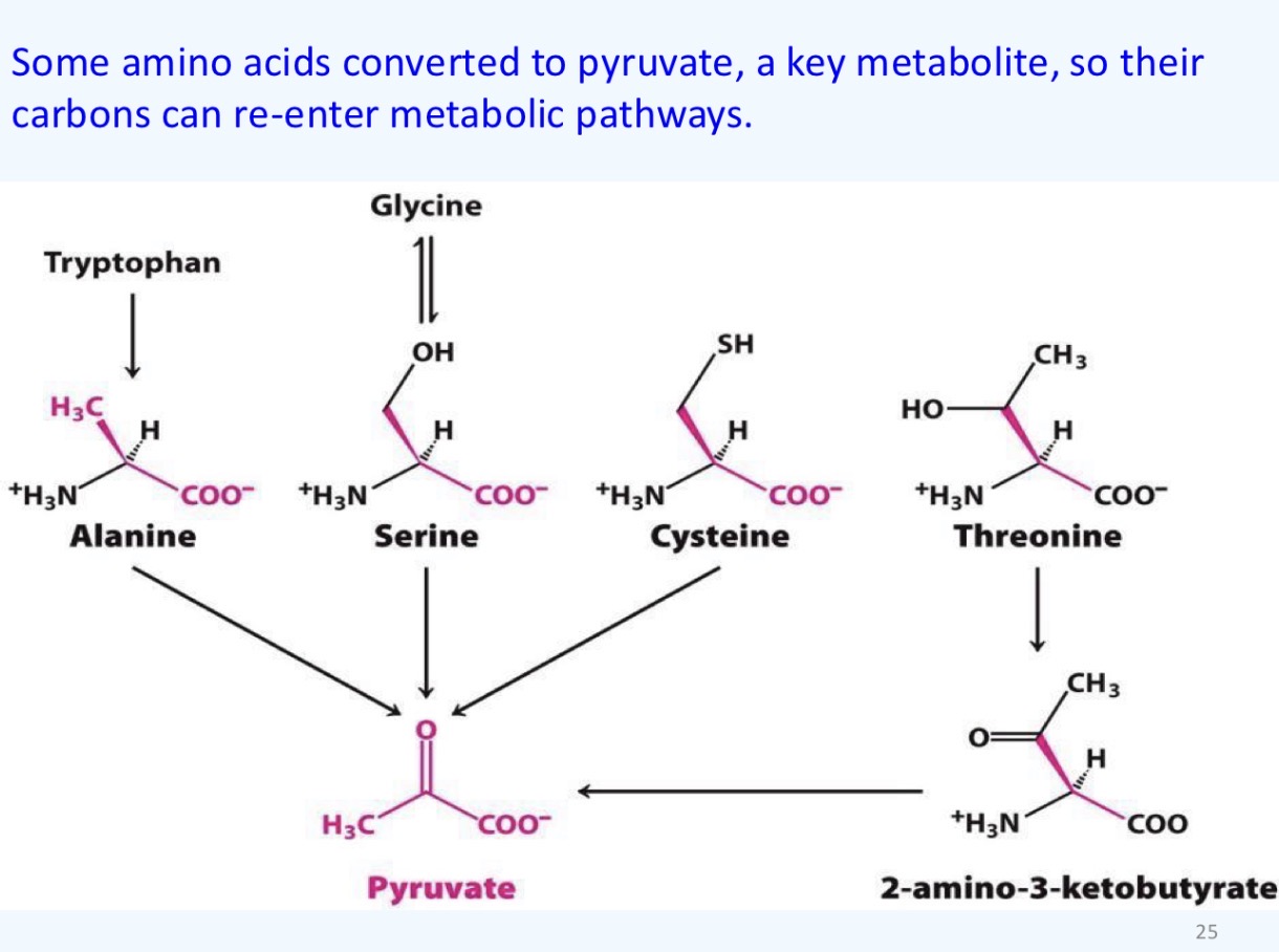 <p>Pyruvate, 3-phosphoglycearte, OAA, a-ketoglutarate</p>