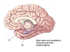 <p>The medial surface of the brain.</p><p>Forebrain structures.</p><p>16</p>