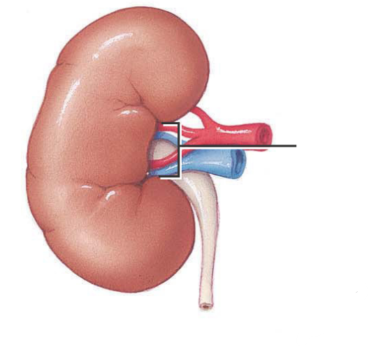 <p>De esta estructura emergen el uréter, los vasos sanguíneos, los vasos linfáticos y los nervios</p>