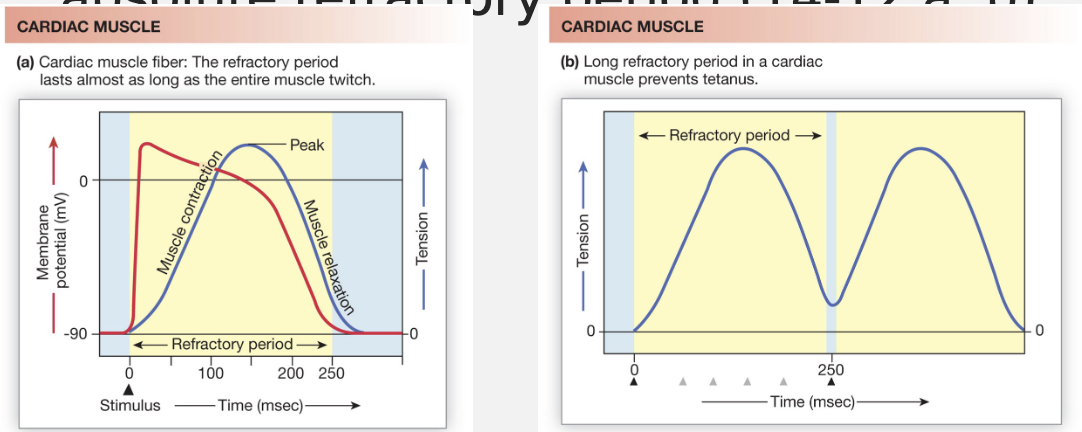 <ul><li><p>AP trigger contraction</p></li><li><p>Cardiac muscle contractions <strong>cannot be summed,</strong> unlike skeletal muscle</p></li><li><p>No tetanus is possible → mechanism: AP is almost as long as the contraction/relaxation cycle</p></li><li><p>cardiac AP lasts 100s of ms</p></li><li><p>Cardiac muscle contraction lasts 100s of ms</p></li><li><p>Contractions ends about the same time as absolute refractory period</p></li><li><p>relaxation period of cardiac muscle = filling period of the heath</p></li></ul><p></p>