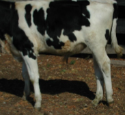 <p>- Progressive condition affecting one or both hindlimbs in growing cattle (3-6 months old)</p><p>- Excessive tone and spastic contracture of the muscles with gross over-extension (straightening) of the hock</p>