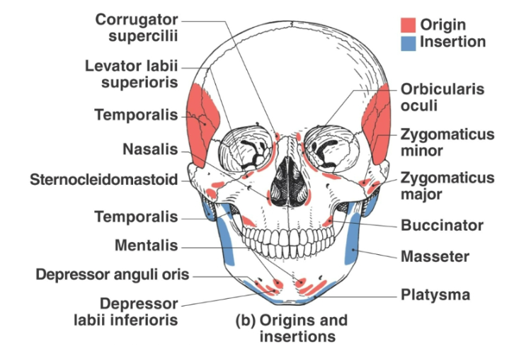 <p>Molar region of maxilla and mandible</p>