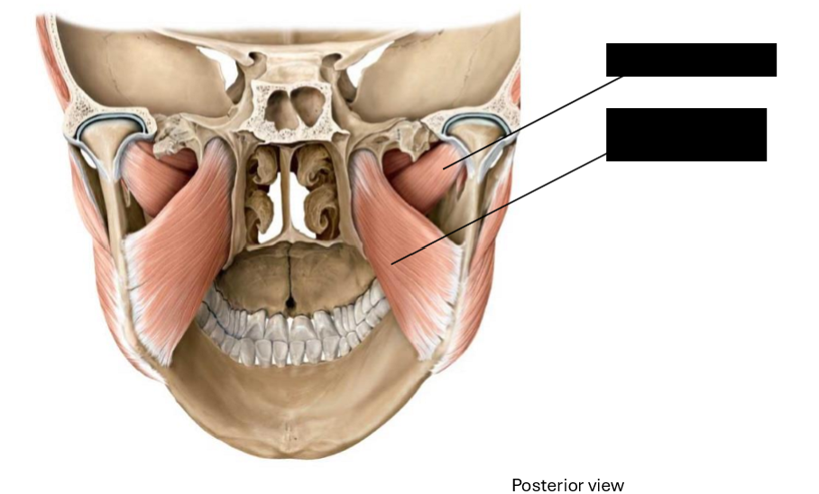 <p>Label these muscles of mastication</p>