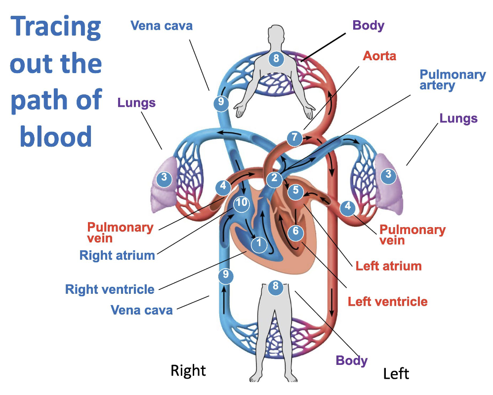 <ul><li><p>Blood passes the heart twice</p></li><li><p>Body to heart (Systemic circuit) (deoxygenated)</p><ul><li><p>Body capillaries <span style="background-color: transparent;">→ Venules → Veins → Vena cava → Right atrium</span></p></li></ul></li><li><p>In heart to lungs (Pulmonary circuit)</p><ul><li><p>Right atrium <span style="background-color: transparent;">→ Right ventricle → Pulmonary artery → Lung capillaries → Pulmonary veins → Left atrium → Left ventricle</span></p></li></ul></li><li><p>Heart to body (System circuit) (oxygenated)</p><ul><li><p>Left ventricle <span style="background-color: transparent;">→ Aorta → Arteries → Arterioles → Capillaries</span></p></li></ul></li><li><p><span style="background-color: transparent;">Arteries → Arterioles (Away from heart)</span></p></li><li><p><span style="background-color: transparent;">Veins → Venules (Toward heart)</span></p></li></ul><p></p>