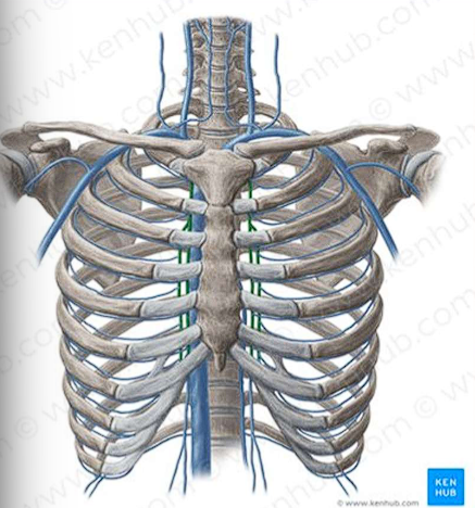 <ul><li><p>Formed by the confluence of <span style="color: red;">superior epigastric</span> and <span style="color: red;">musculophrenic veins</span></p></li><li><p>Runs next to the internal thoracic artery</p></li><li><p>Empties into the <span style="color: red;">brachiocephalic vein</span></p></li></ul><p></p>