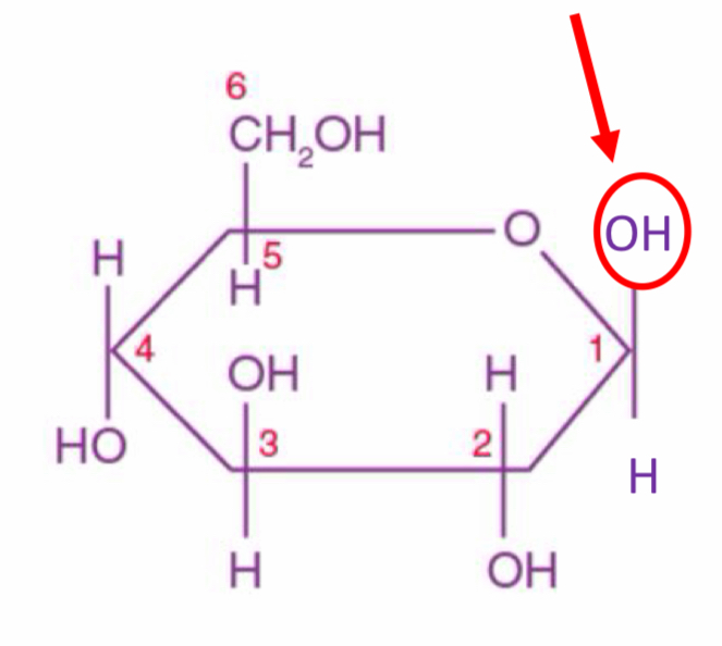 <p>…-glucose</p>