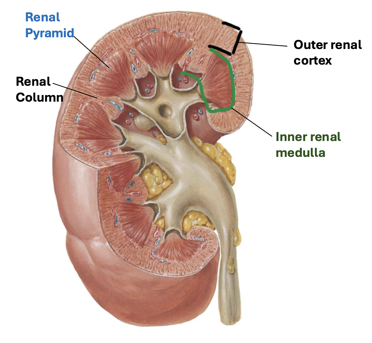 <p>Blue Pins: Renal Cortex<br>Orange Pins: Renal Medulla<br>Yellow Butterfly: Renal Pyramids<br>Pink Pin: Renal Papilla<br>White Pin: Renal Column</p>
