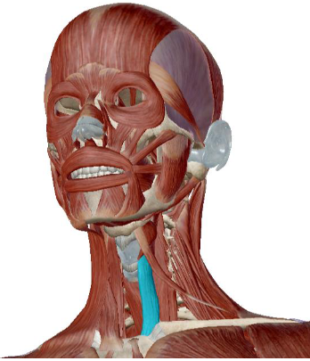 <p>what muscle is this</p>