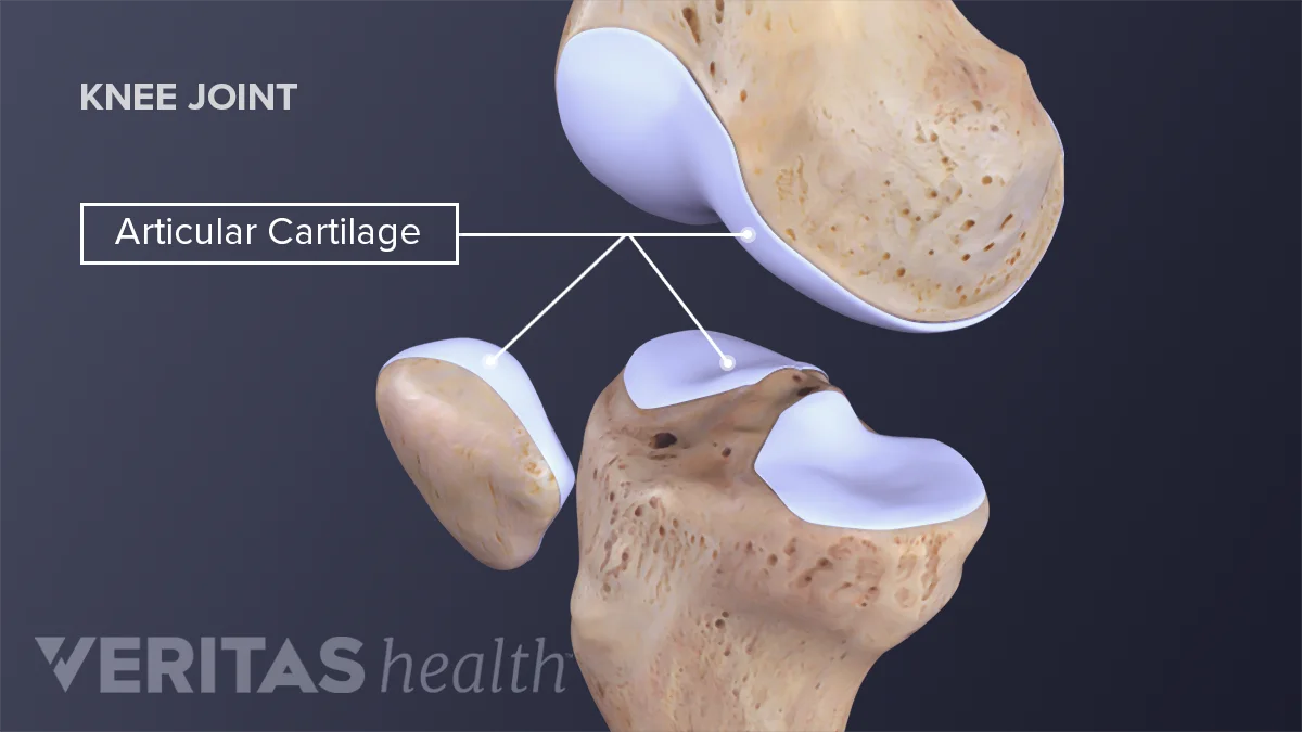 <p>smooth layer of hyaline cartilage that covers the surfaces of the bones in the joint - reduces friction and absorbs shock during movement</p>