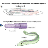 <p>• Anterior-posterior.</p><p>• Semirigid elongated structure</p><p>of fluid-filled cells enclosed</p><p>by a fibrous sheath.</p><p>•Supports.</p><p>•Allows for lateral bending.</p><p>•Muscle attachment.</p><p>Cord present in early development or throughout life.</p><p>May be partly replaced</p><p>by cartilaginous or bony vertebra</p>
