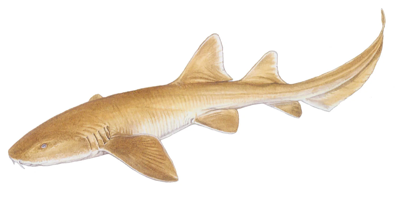 <p>What are defining features of Family Ginglymostomatidae?</p>