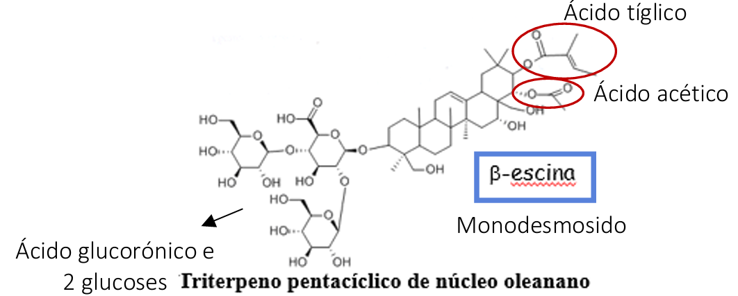 <ul><li><p>Castanheiro-da-índia</p></li><li><p>Sementes</p></li><li><p>beta - escina</p></li></ul><p></p><p></p>