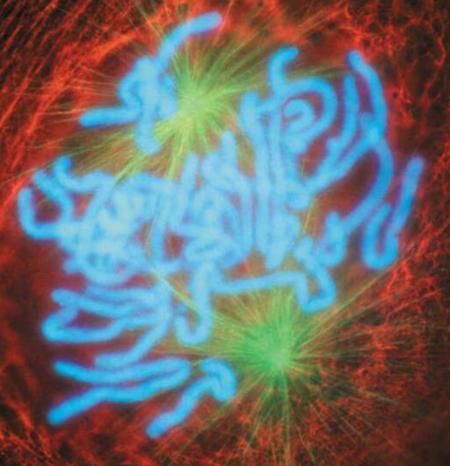 <p>Nuclear envelope breaks down</p><p>Microtubules contact chromosomes at kinetochores</p>