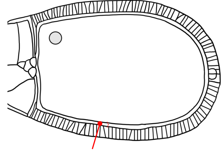<p>Which layer is indicated in the figure?</p>
