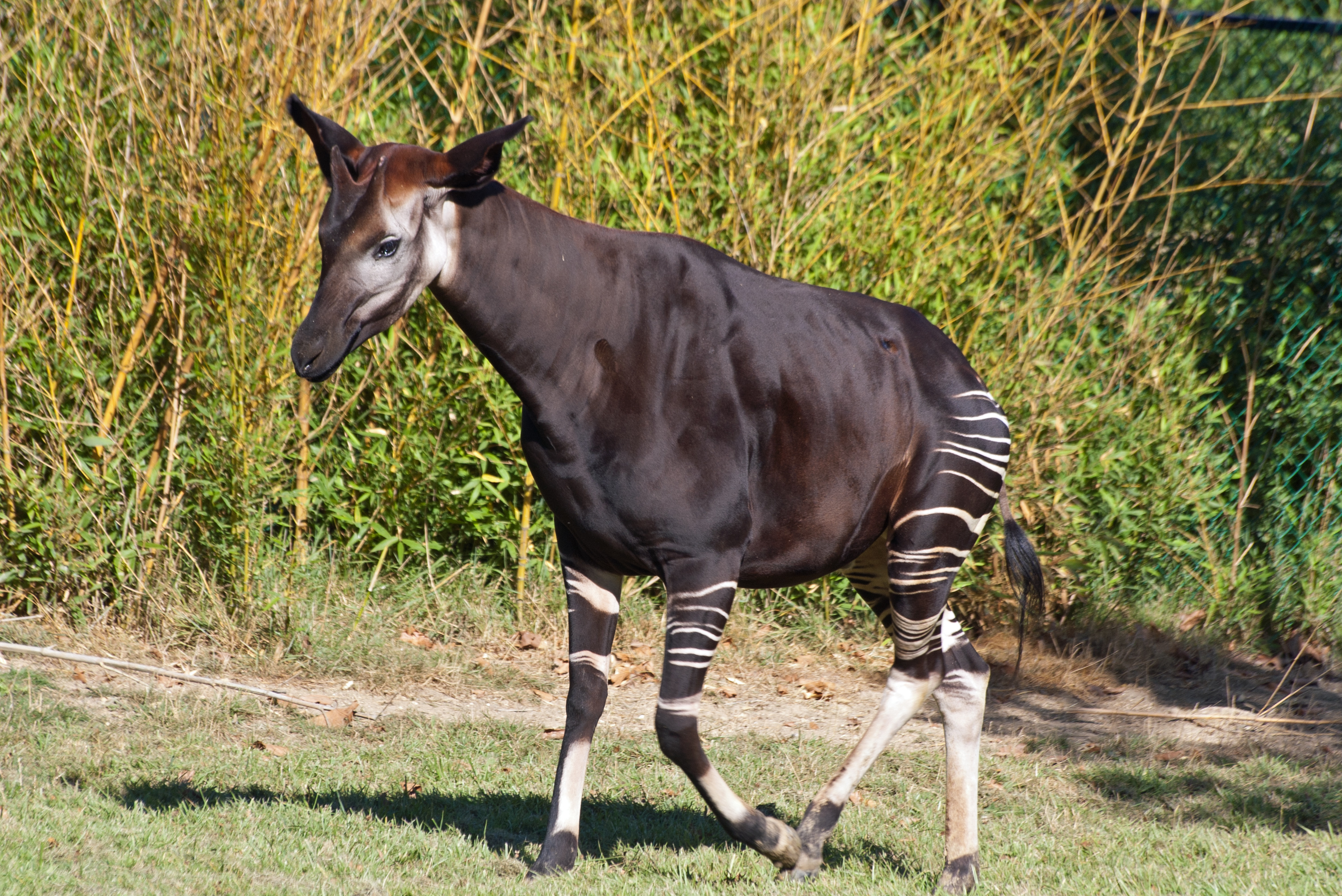 <p>Okapi</p>
