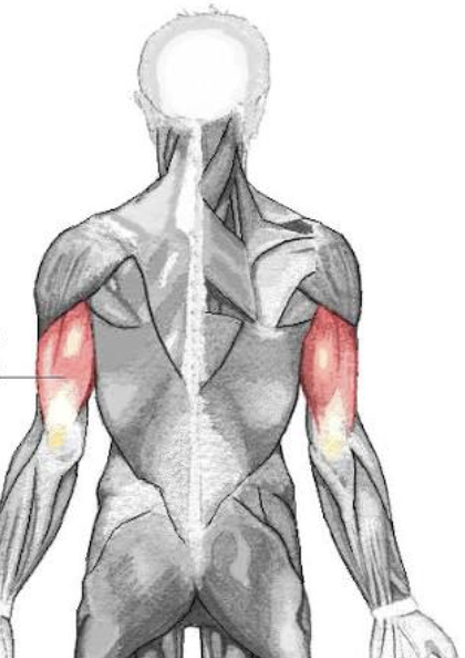 <p>what muscle is this</p>