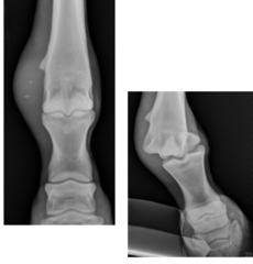 <p>How do you treat collateral ligament ruptures and what is the prognosis in horses?</p>