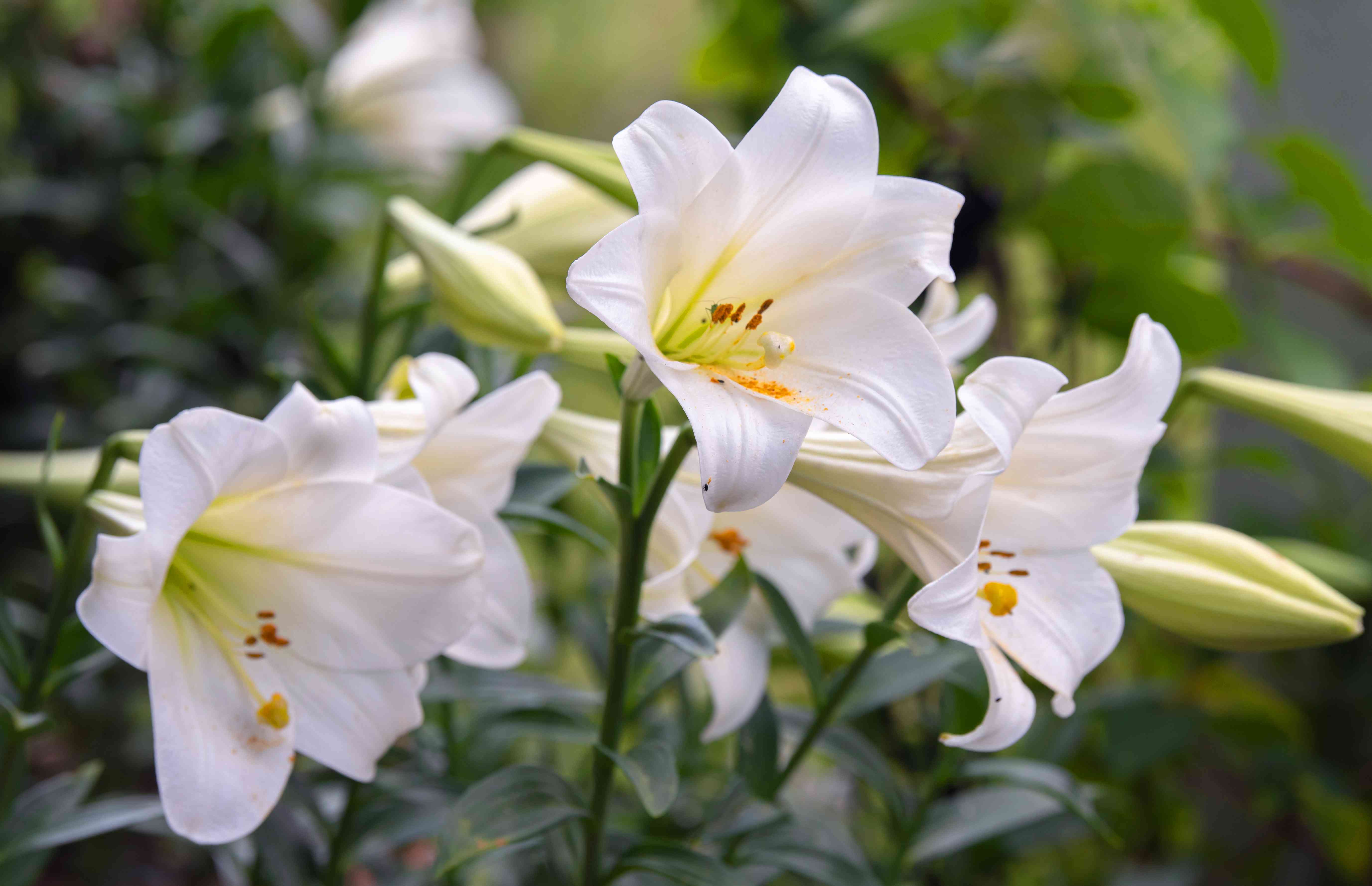 <p>Easter Lily</p>