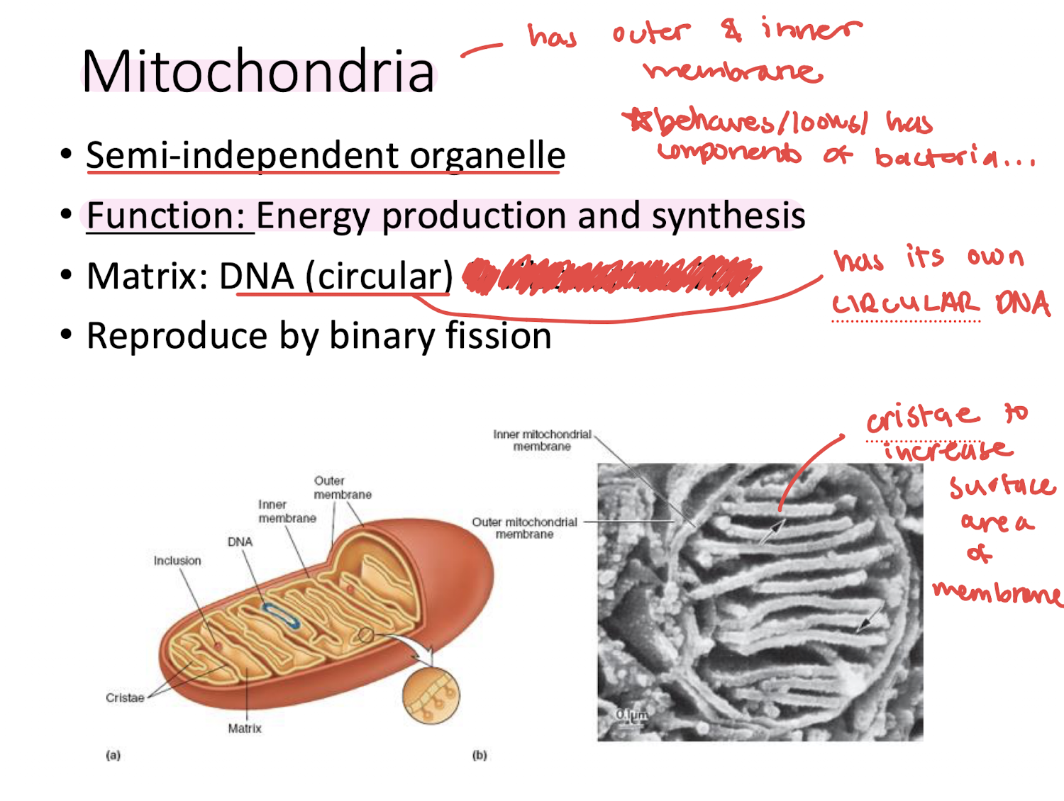 <ul><li><p>has outer &amp; inner membrane</p></li><li><p>Semi independent organelle</p></li><li><p>behaves/looks/has components of bacteria..</p></li><li><p>HAS ITS OWN CIRCULAR DNA</p></li><li><p>reproduce by binary fission</p></li><li><p>cristae to increase surface area of membrane </p></li></ul><p></p>