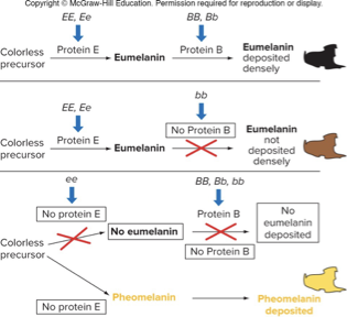 <p>9:3:4 ratio F<sub>2</sub></p><p>Two copies of one allele needed to mask the other gene</p><ul><li><p>EX: coat color in labs</p><ul><li><p>Recessive allele ee of gene E is epistatic to B and determines yellow (yellow has no eumelanin)</p><p></p></li></ul></li></ul><p></p>