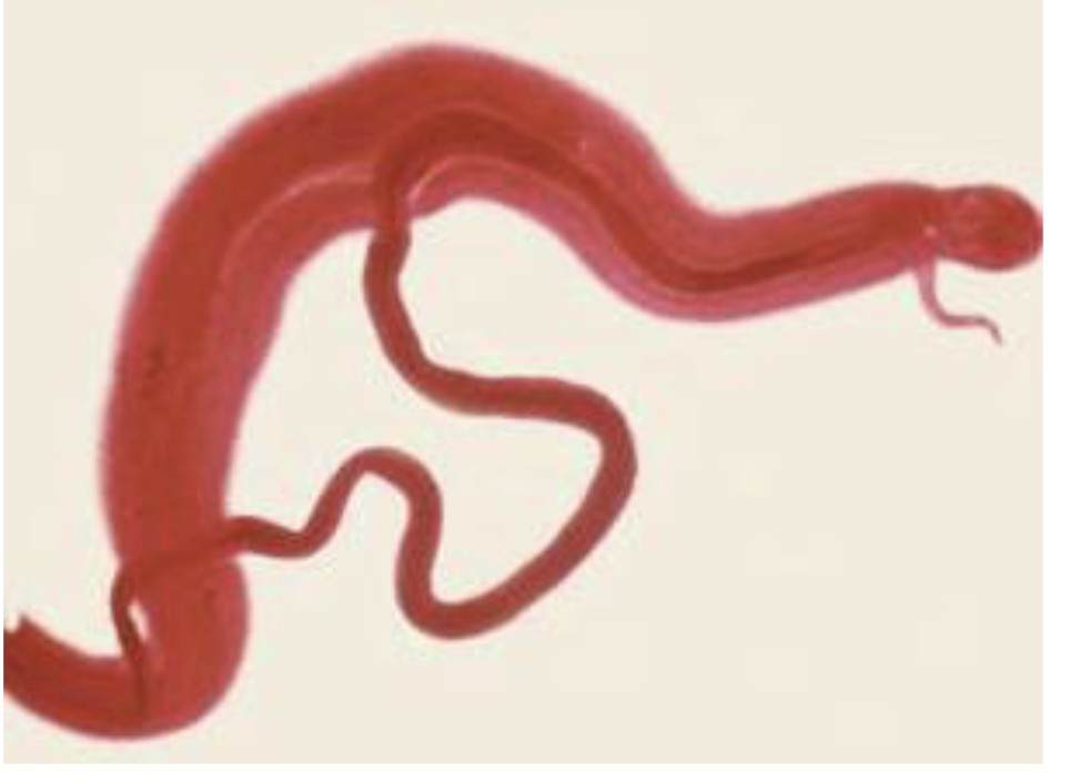 <p>what is this? GENUS</p>