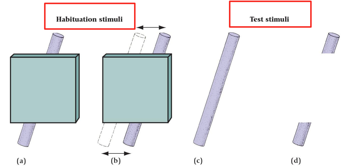 <p><strong>Later form perception: Perception of Object Wholeness</strong></p>