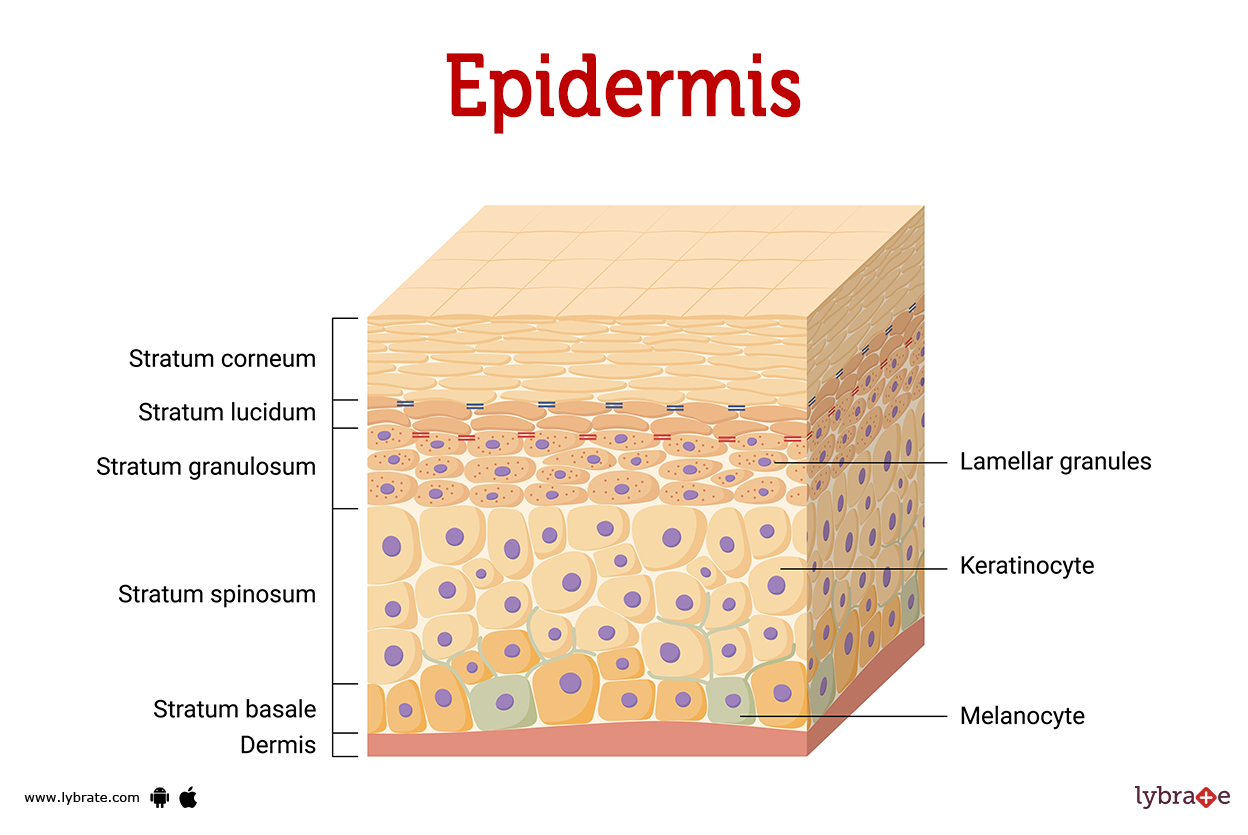 <p>Composed of stratified squamous epithelium; avascular</p>