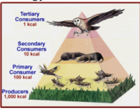 <p>This rule specifical ly refers to energy transfer in a food chain.</p>